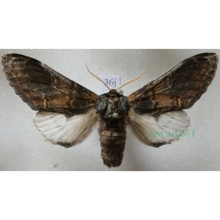 Notodonta tritophus (Denis & Schiffermüller, 1775) male Garbatka miesięcznica Czech36j